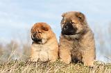 CHOW CHOW 206
